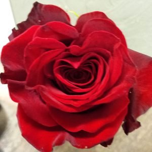 red rose