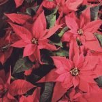 poinsettias