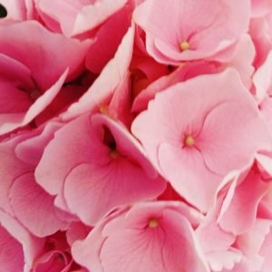 Pink Flowers