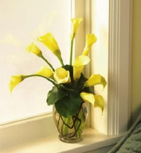 Calla lily