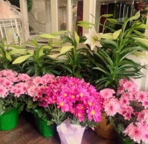 Live Plants