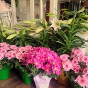 Live Plants including lilies sitting on the floor in planters