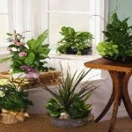 Fresh flower arrangements