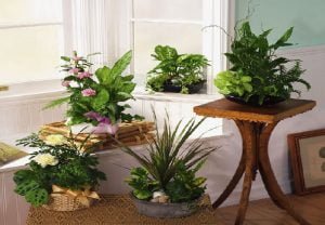 Fresh flower arrangements